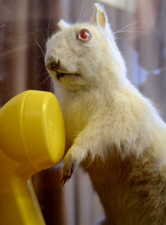 Squirrel's Paul Giamatti Impression